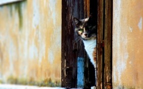 Обои Трёхцветная кошка: Стена, Кот, Дверь, Кошки
