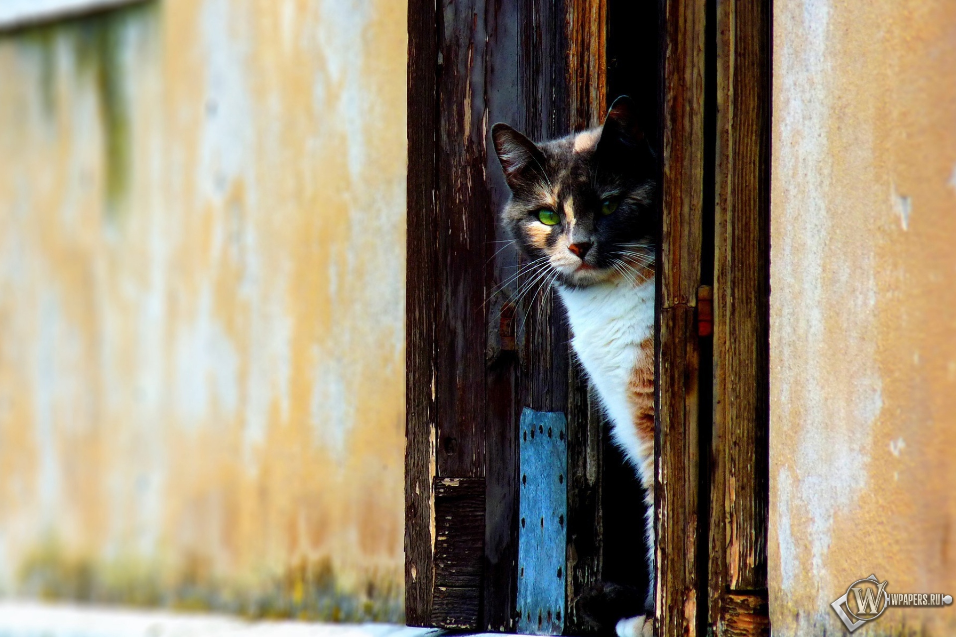 Кошка выходи. Котенок выглядывает из за двери. Кот выглядывает из-за угла. Выглядывает из за двери. Выглядывает из за угла.