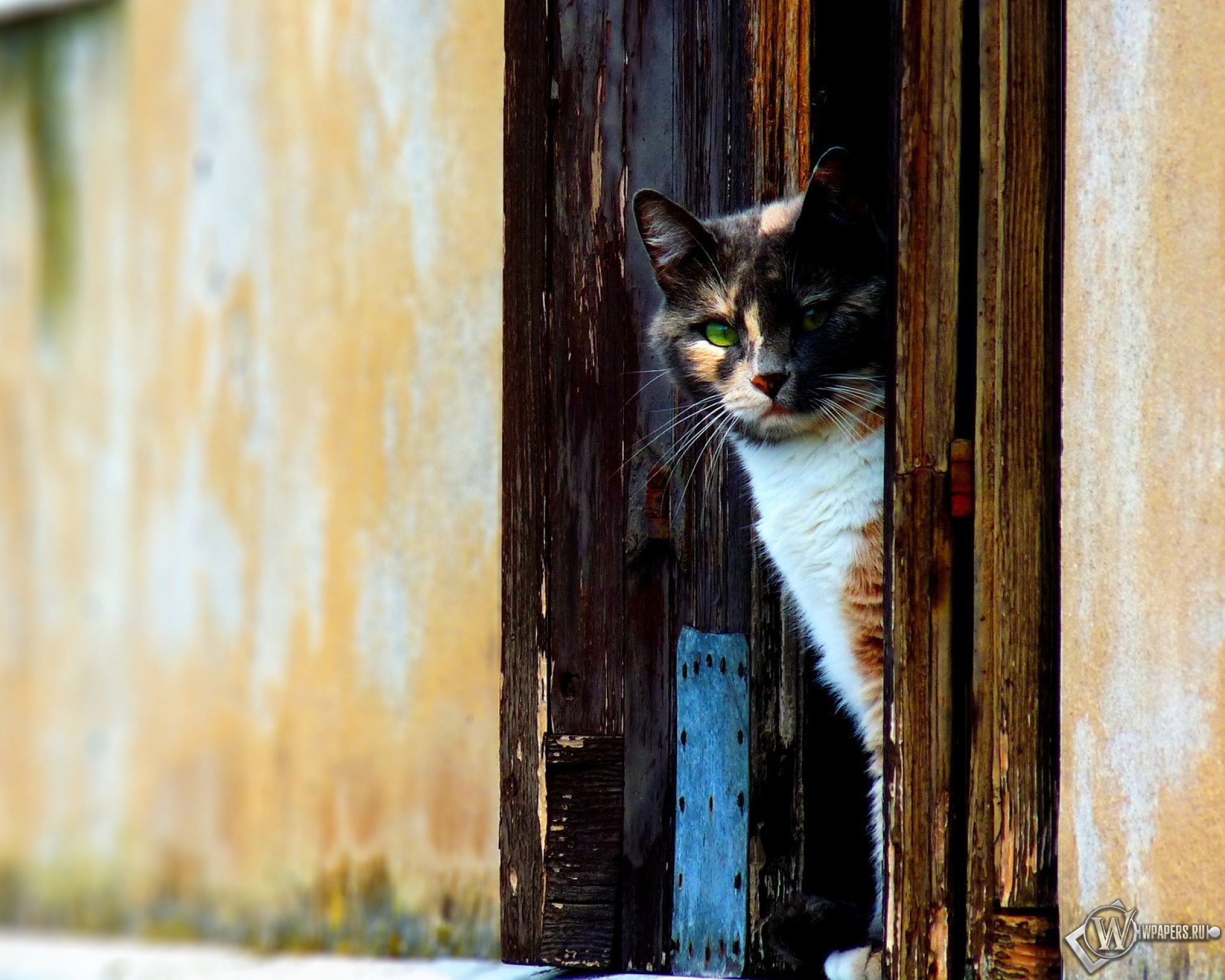 Найди киса. Кот выглядывает. Кошка выглядывает из за двери. Дверь для кота. Трёхцветная кошка.