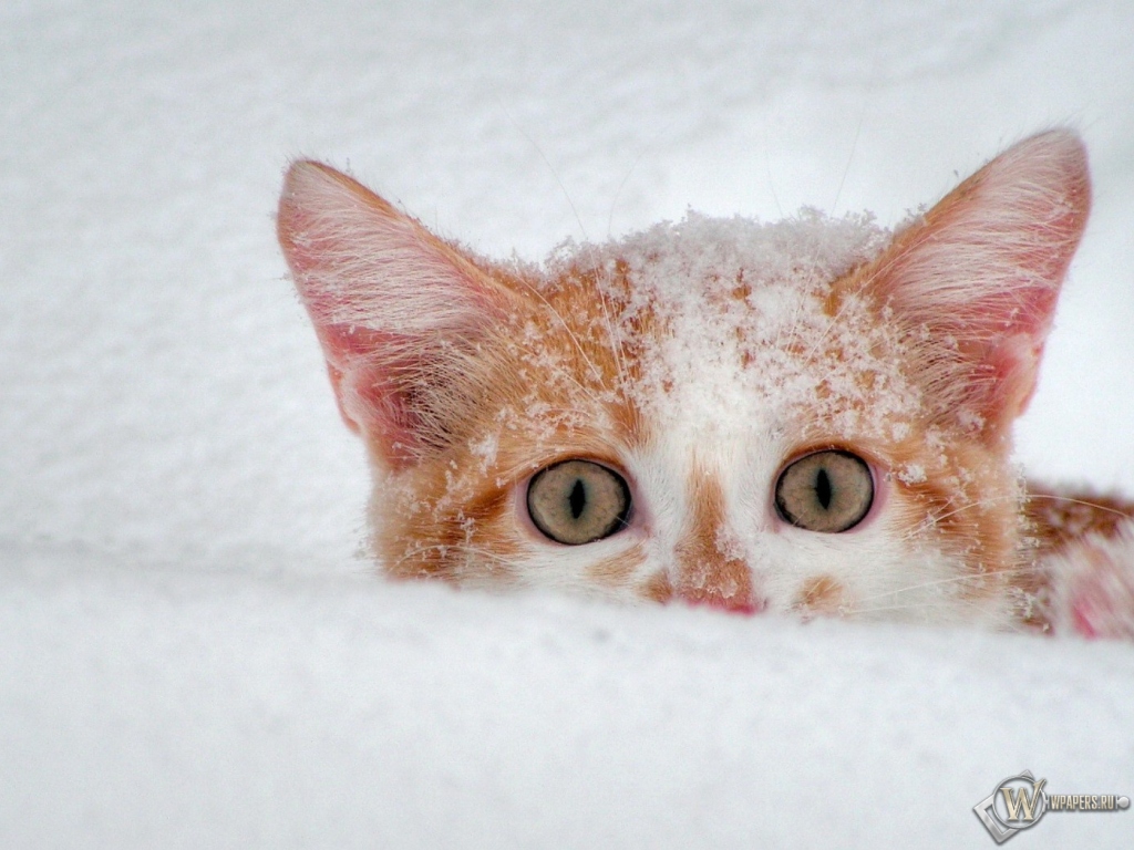 Котёнок в снегу 1024x768