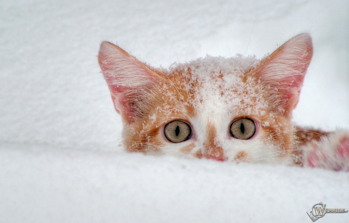 Котёнок в снегу 1200x768