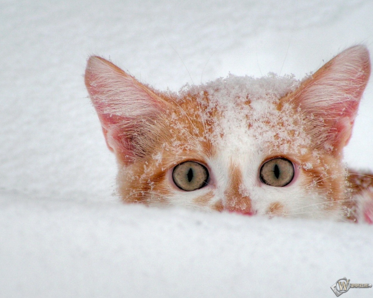 Котёнок в снегу 1280x1024