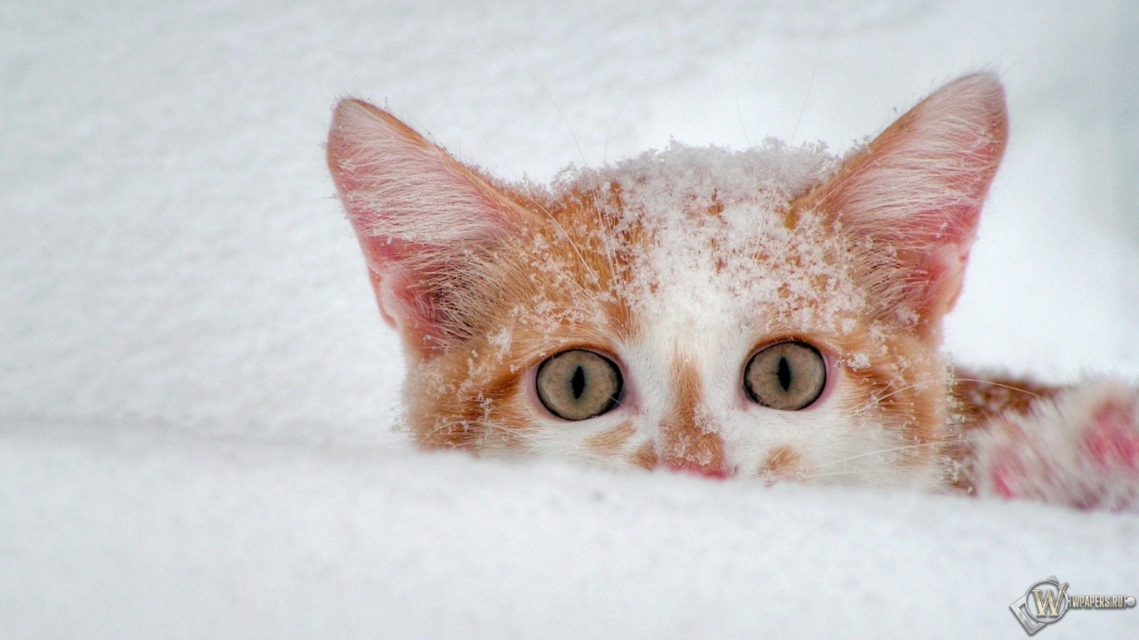 Котёнок в снегу 1280x720