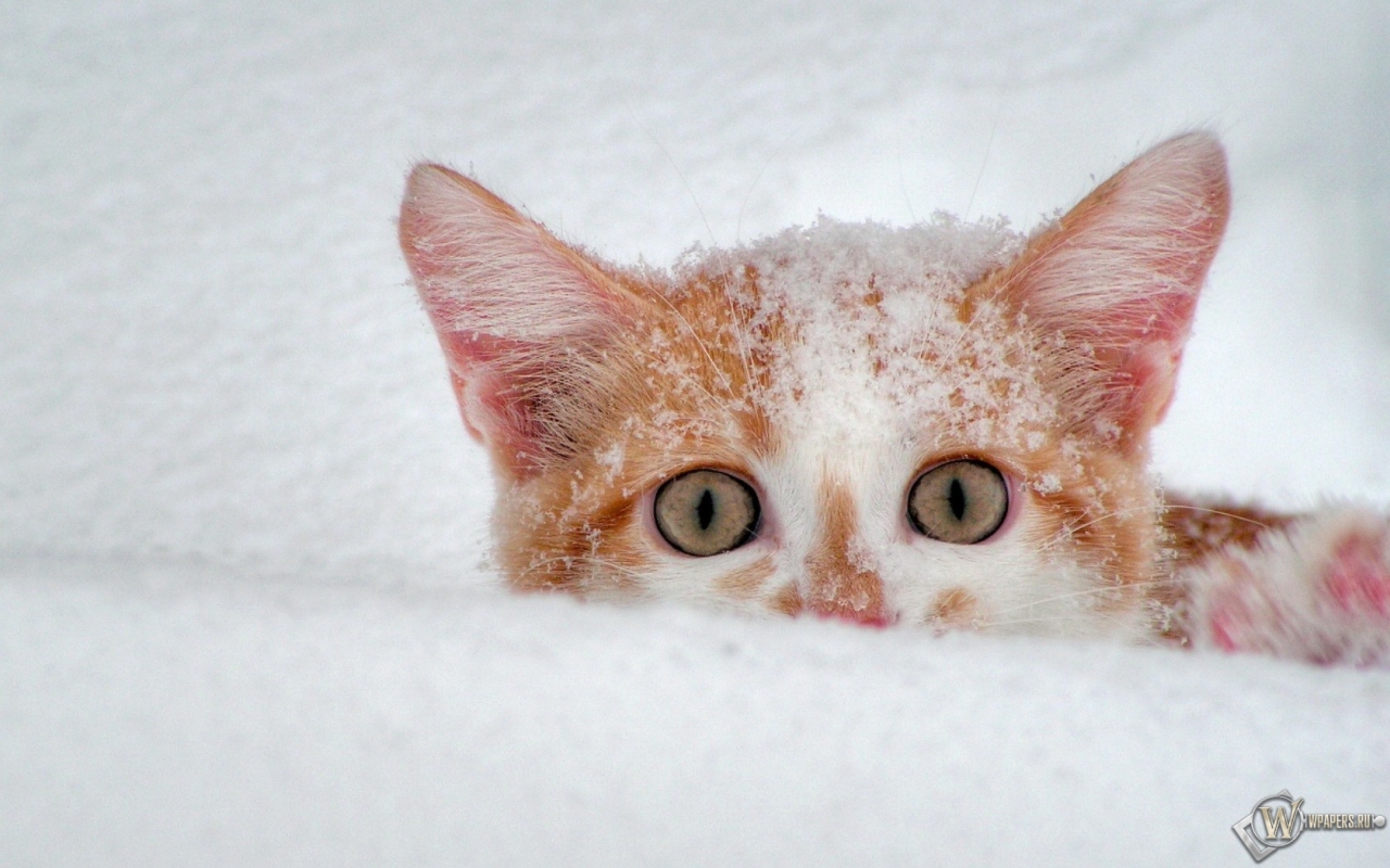 Котёнок в снегу 1280x800