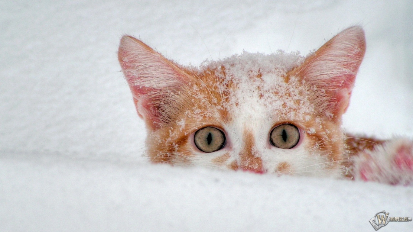 Котёнок в снегу 1366x768