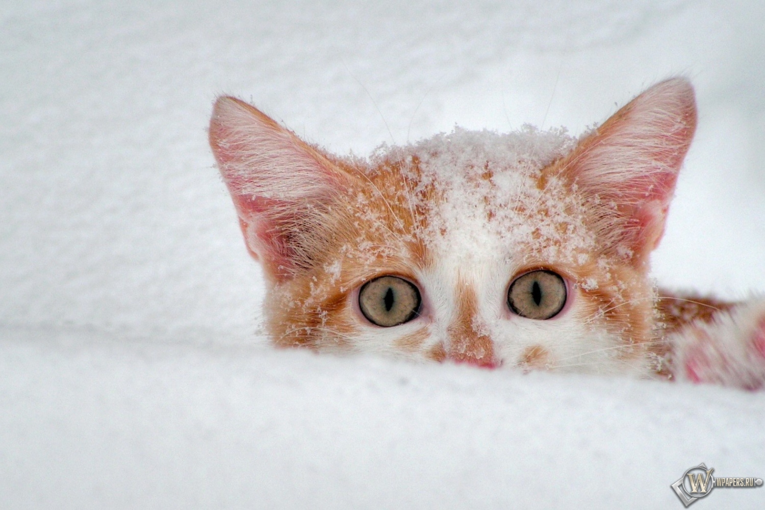 Котёнок в снегу 1500x1000