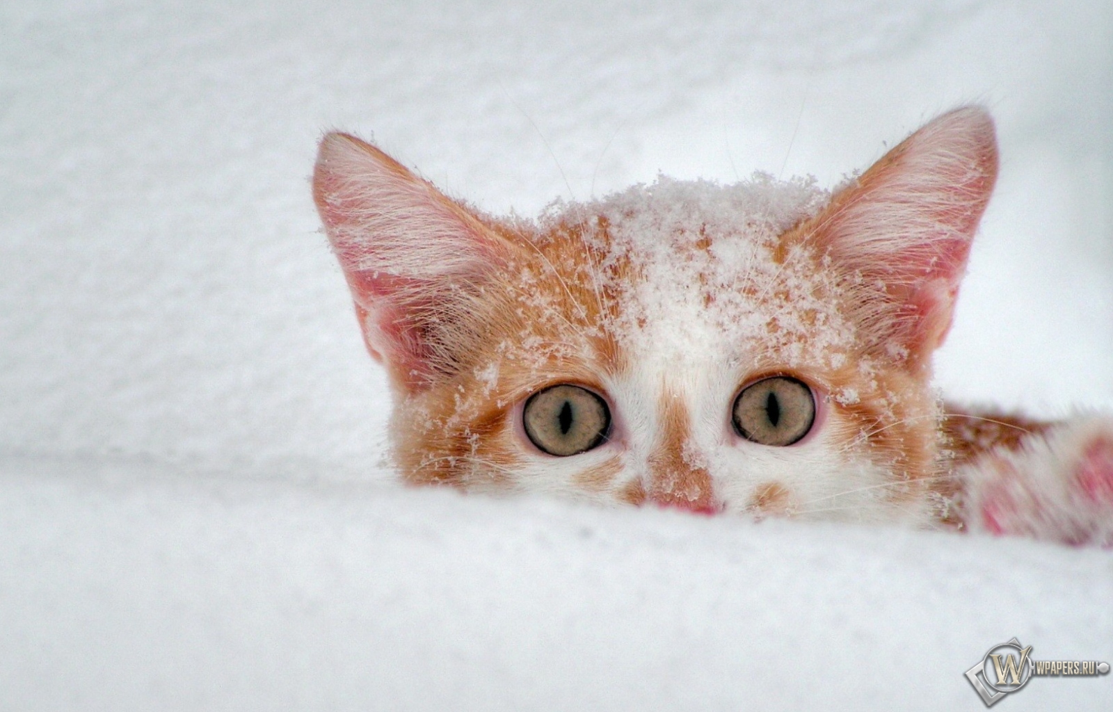 Котёнок в снегу 1600x1024