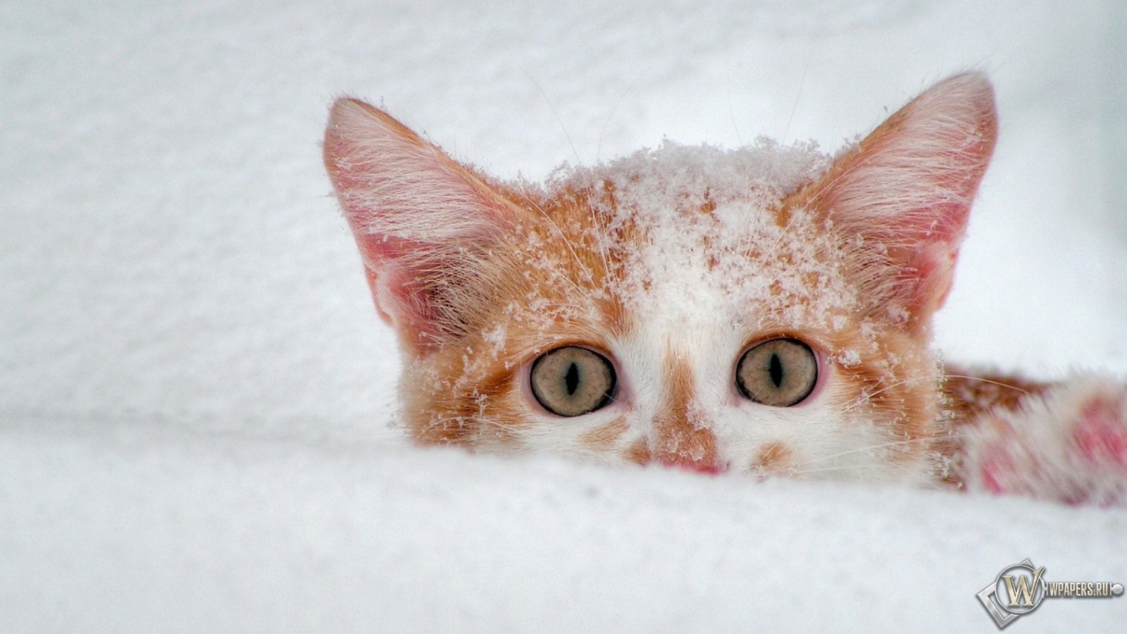Котёнок в снегу 1600x900