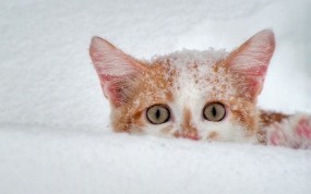 Обои Котёнок в снегу: Зима, Снег, Котёнок, Кошки