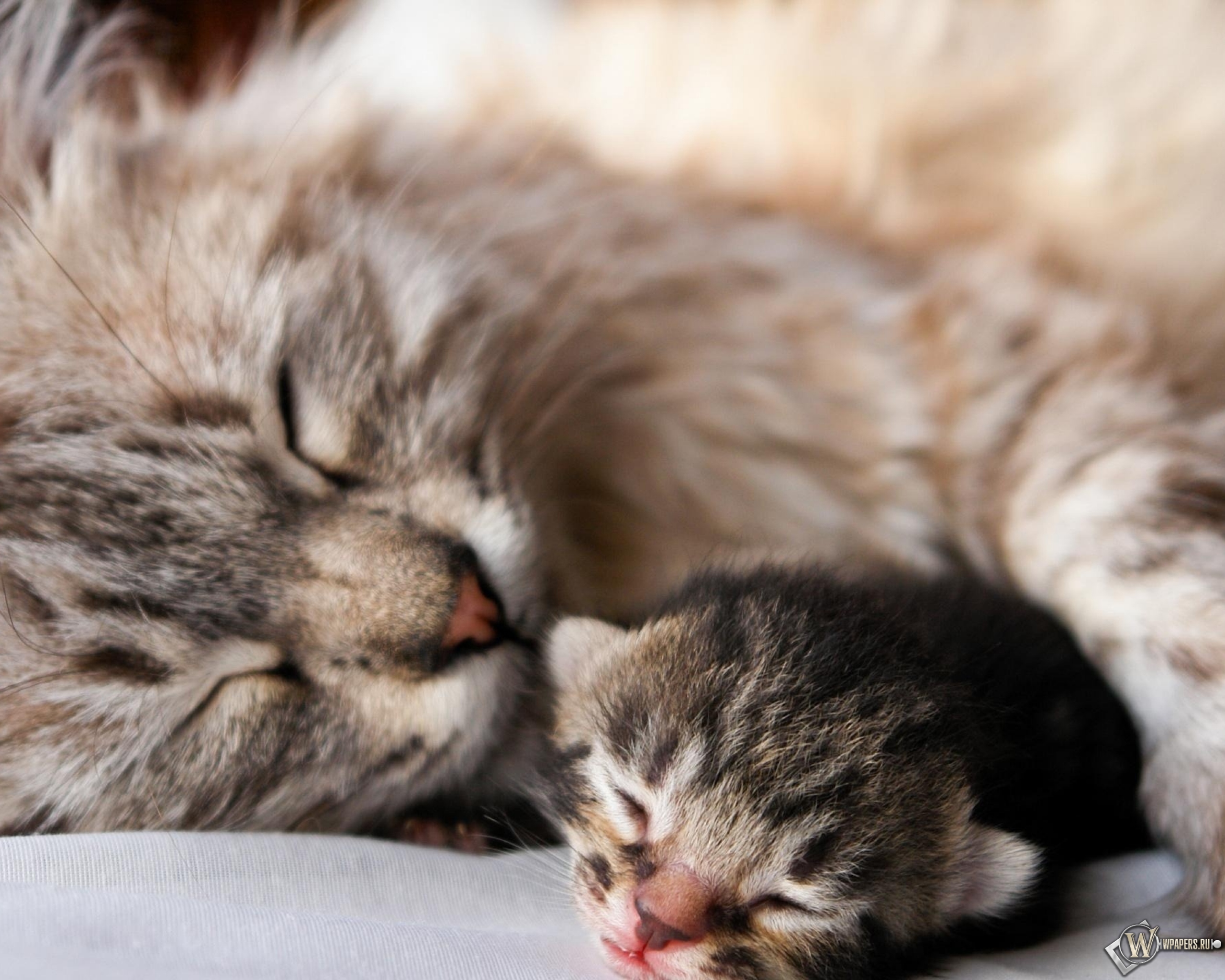 Кошечка с котятами. Кошка с котятами. Красивые котята. Обои с котиками. Спящие котята.