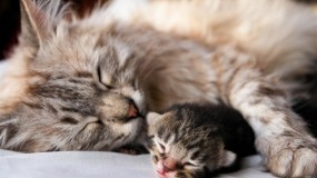 Обои Кошка с котёнком: Сон, Кошка, Котёнок, Кошки