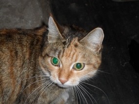 Обои Зеленоглазая кошка: Глаза, Кошка, Животное, Кошки