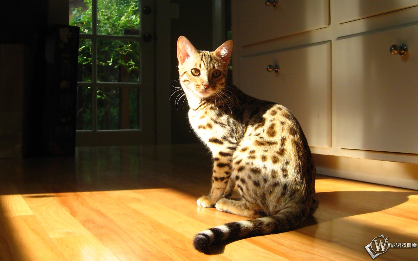 Кошка на солнышке 1440x900