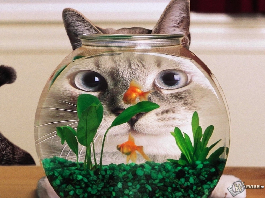 Кот в аквариуме 1024x768