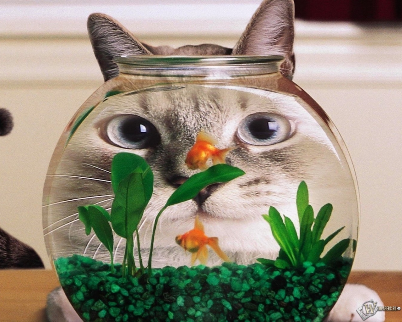 Кот в аквариуме 1280x1024