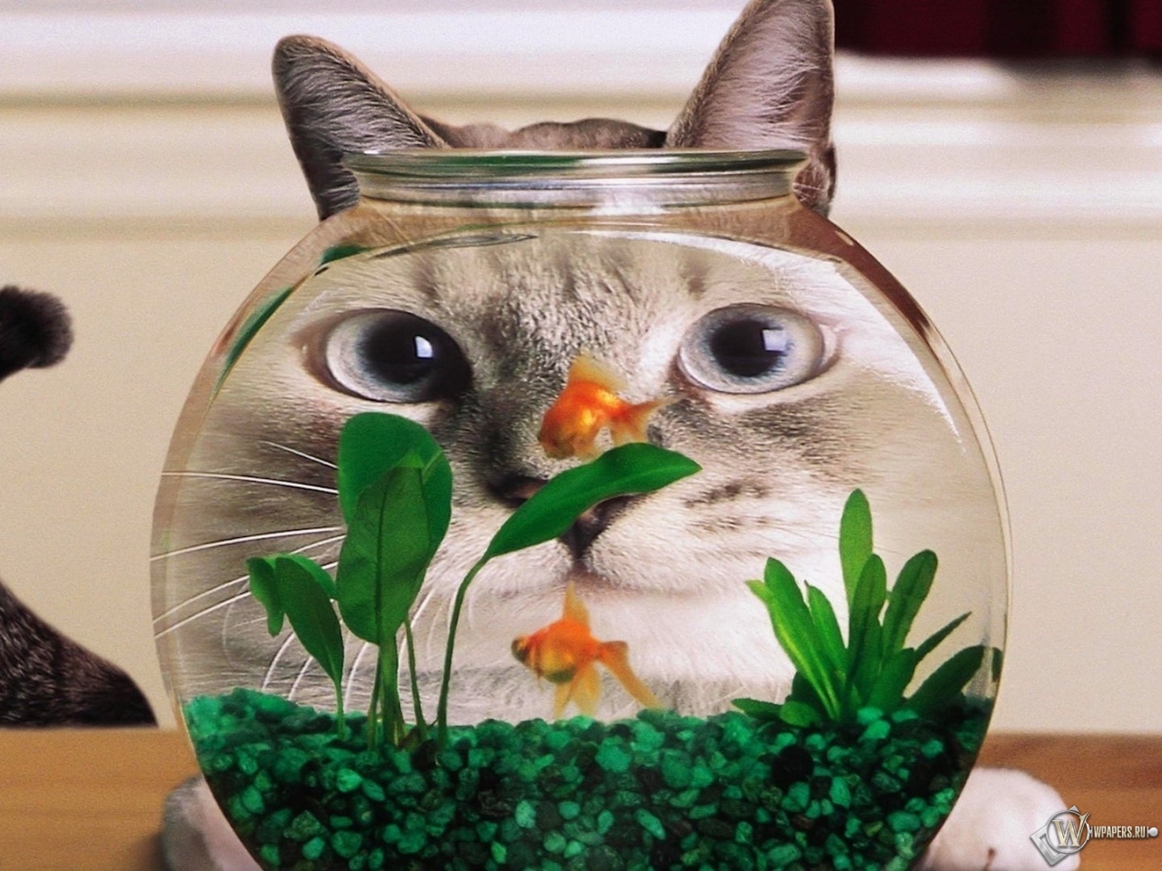 Кот в аквариуме 1280x960