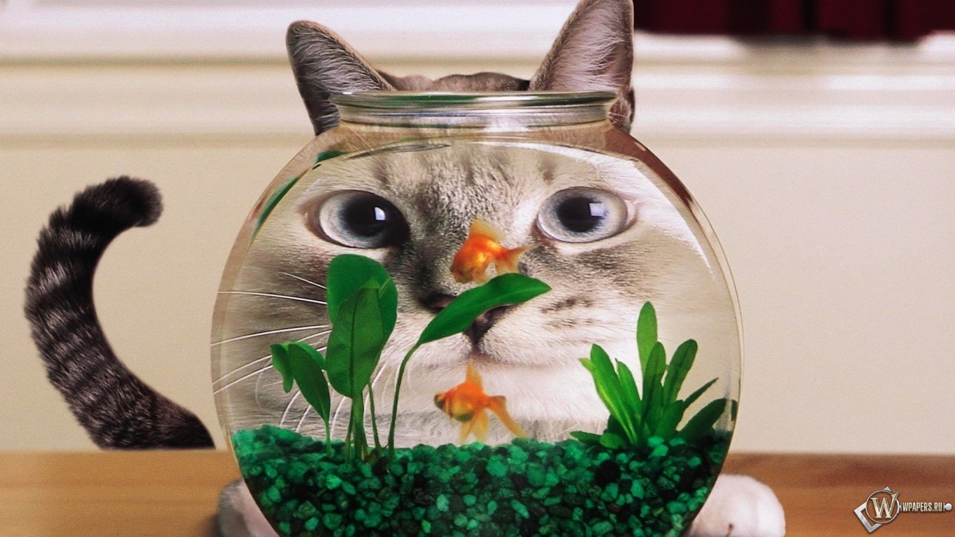 Кот в аквариуме 1366x768