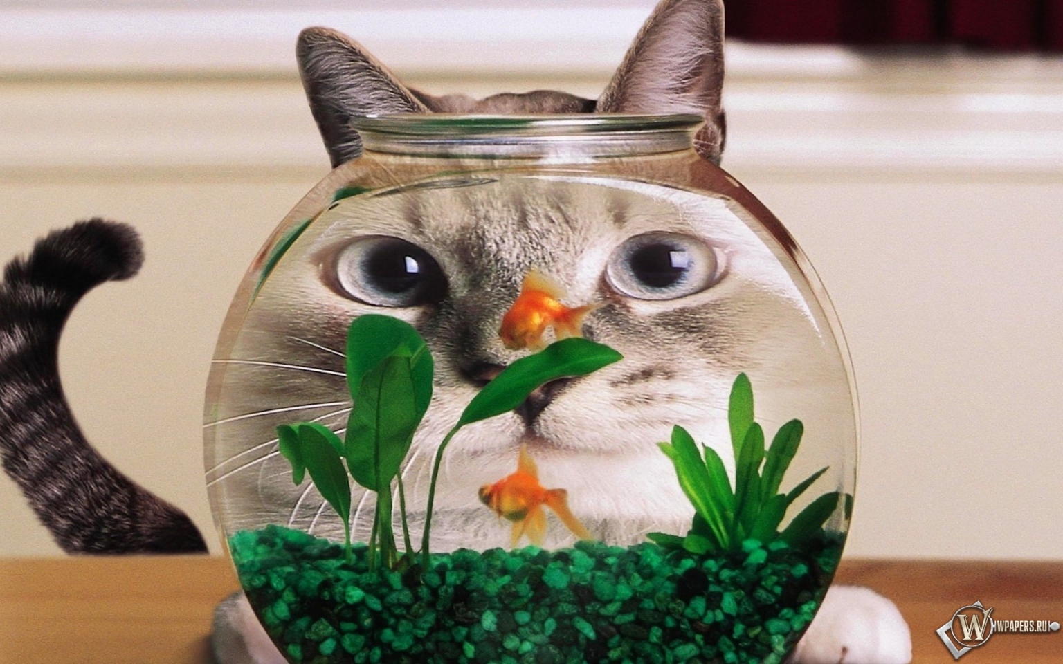 Кот в аквариуме 1536x960