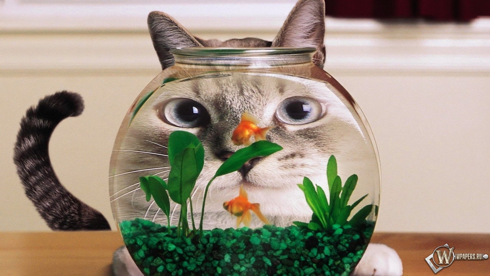 Кот в аквариуме 1600x900