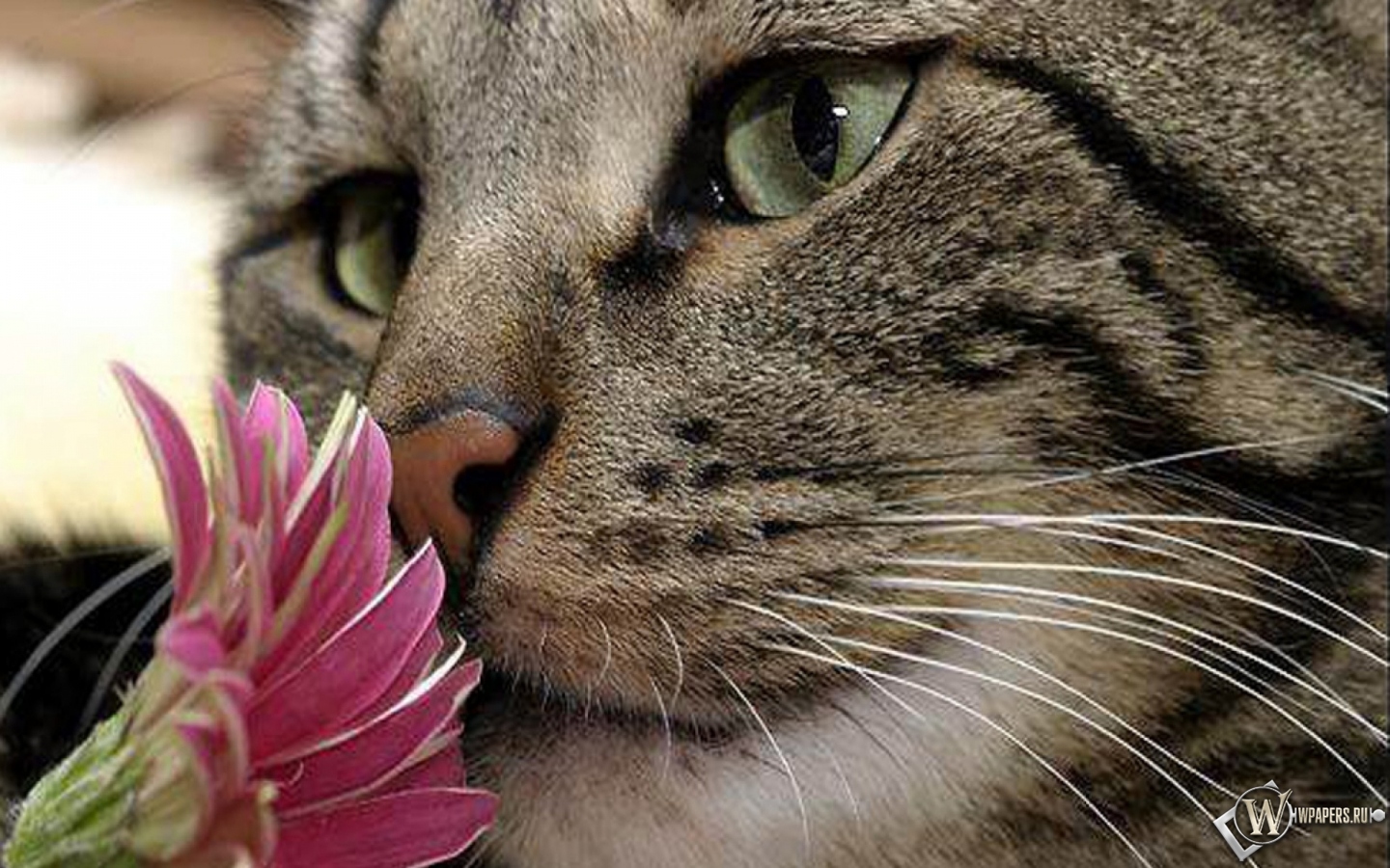 Кот с цветком 1440x900