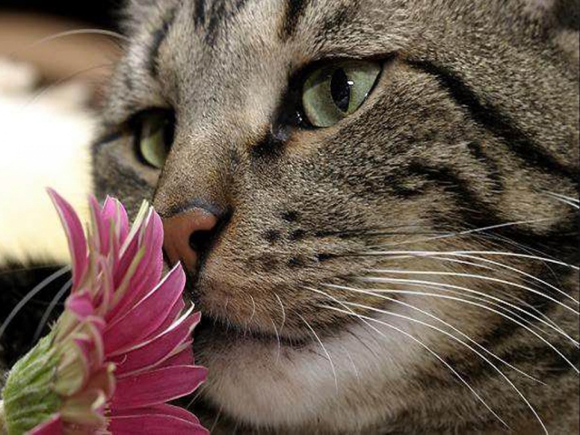 Кот с цветком