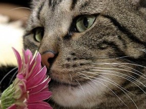 Обои Кот с цветком: Цветок, Кот, Весна, Кошки