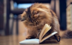 Обои Грамотная кошка: Кошка, Книга, Кошки
