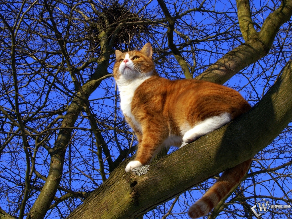 Кот на дереве 1024x768
