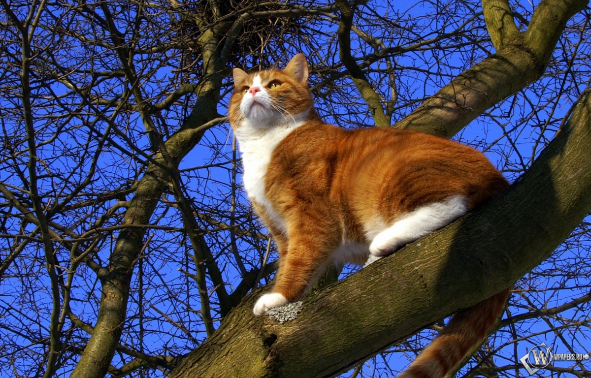 Кот на дереве 1200x768