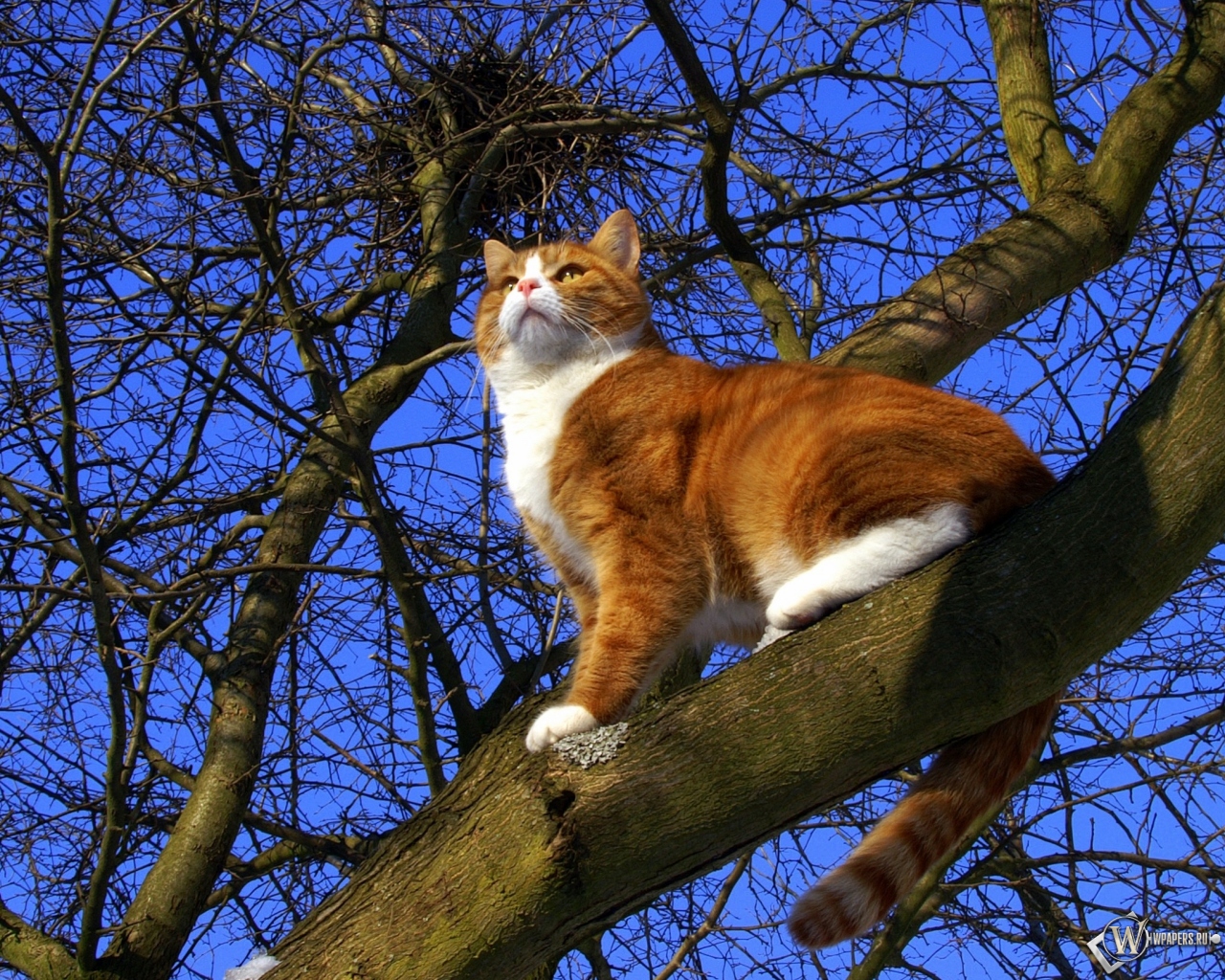 Кот на дереве 1280x1024