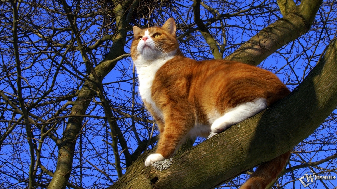 Кот на дереве 1280x720