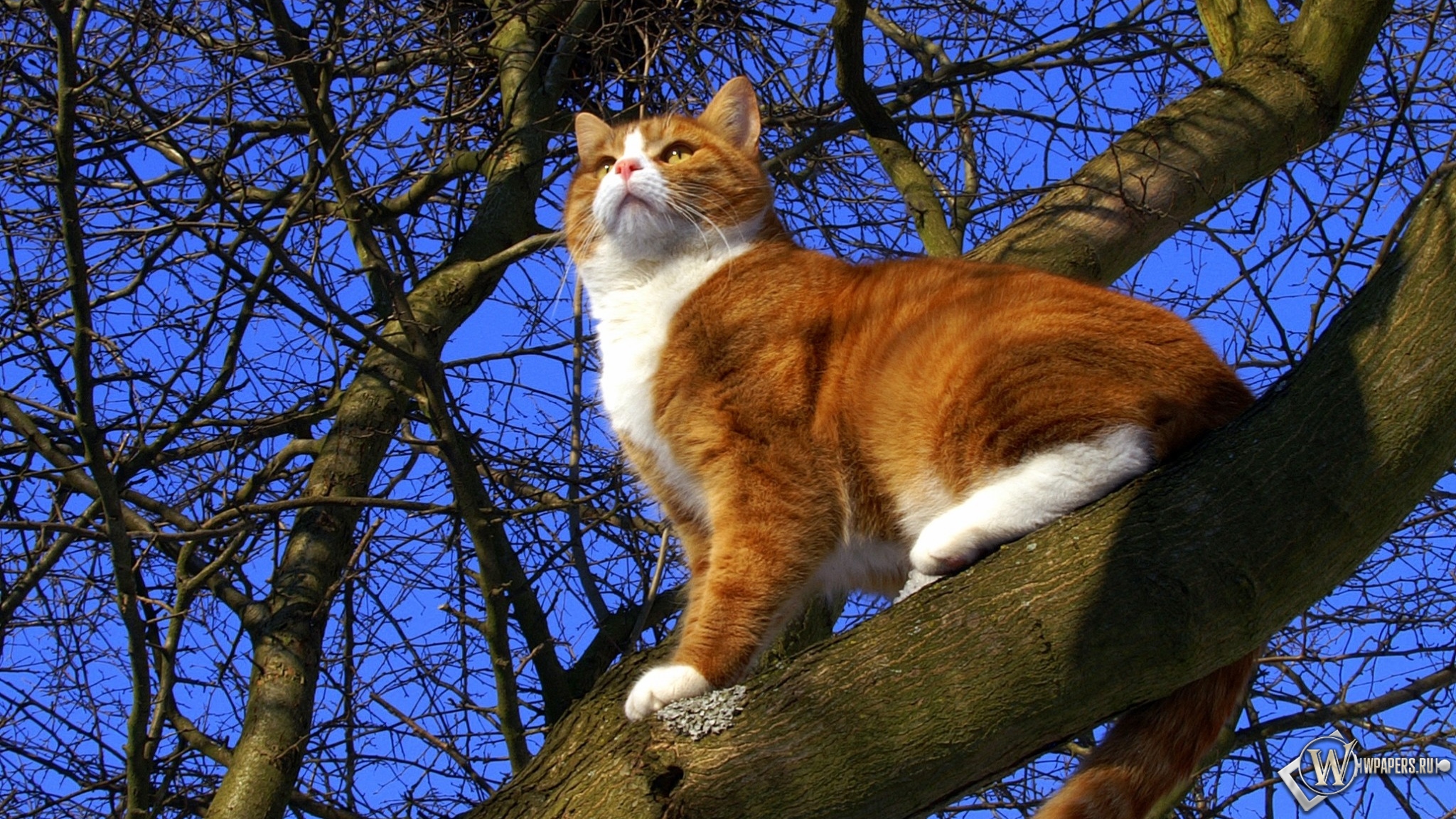 Кот на дереве 2048x1152