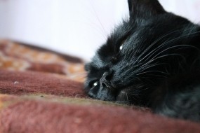 Обои Дремлющая кошка: Кошка, Чёрная, Кошки