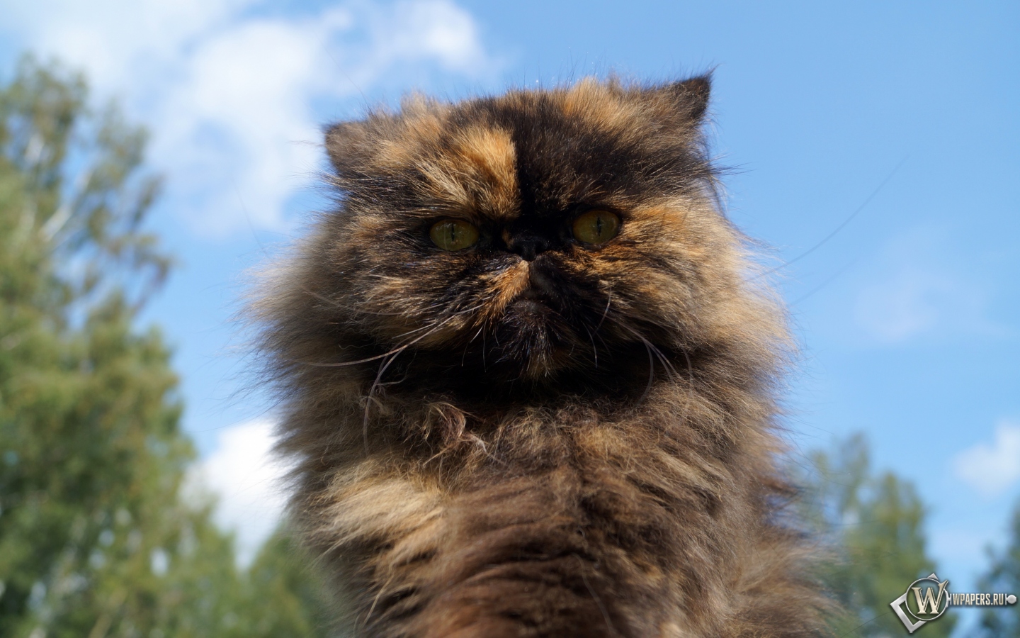 Персидская кошка 1440x900
