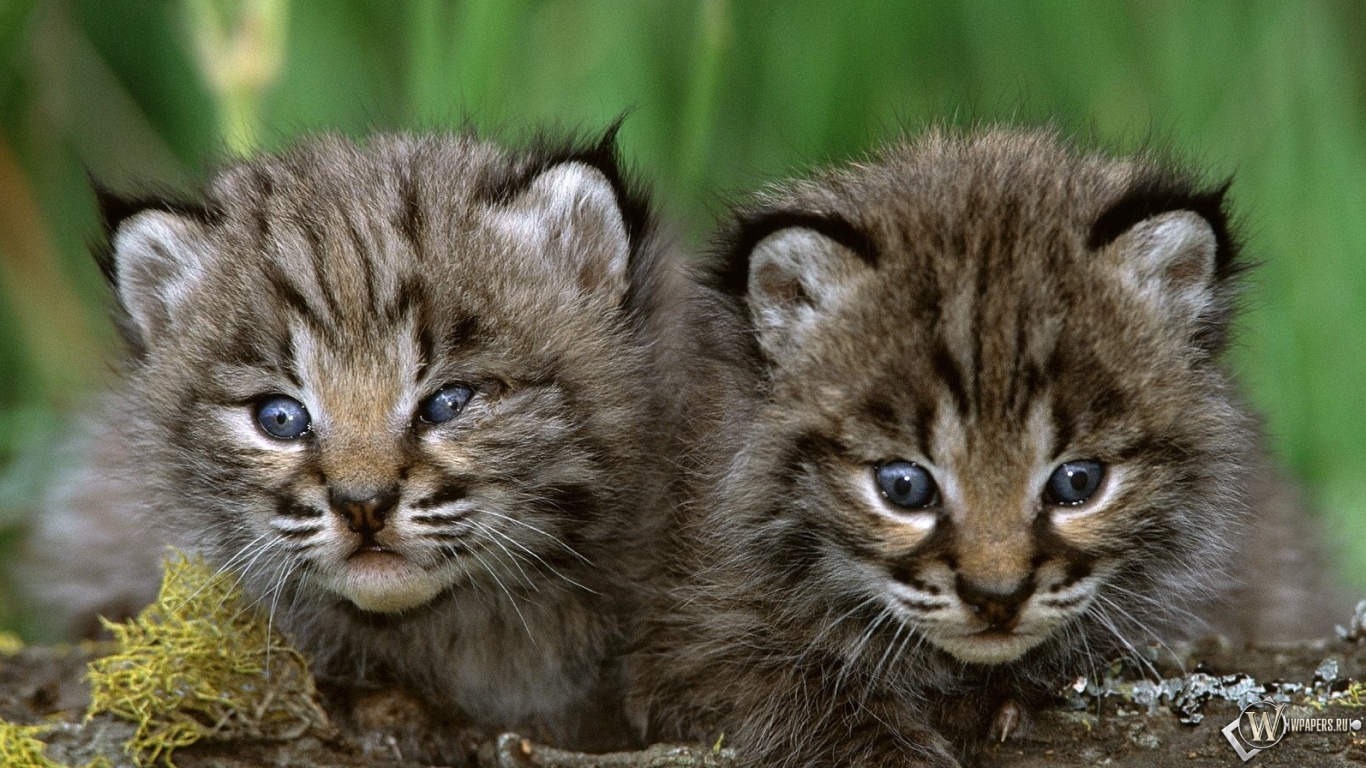 Котята рыси 1366x768