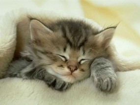 Спящий под одеялом котенок