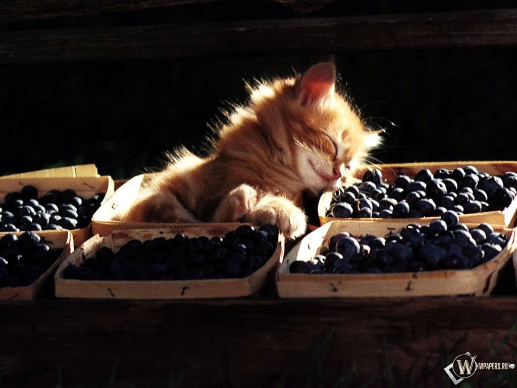 Котенок уснул в ягодах 1024x768