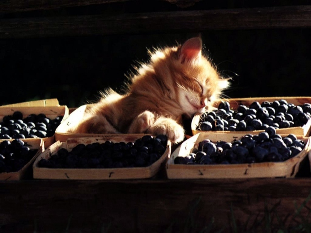 Котенок уснул в ягодах