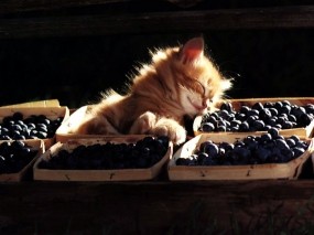 Обои Котенок уснул в ягодах: Ягоды, Котёнок, Кошки