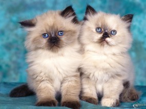 Обои Два пушистых котенка: , Кошки
