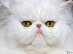 Обои Недовольный кот: Взгляд, Морда, Персидский кот, Недовольство, Кошки
