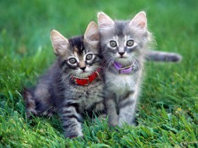 Обои Котята на травке: , Кошки