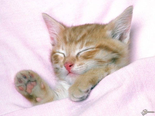 Котенок под одеялом