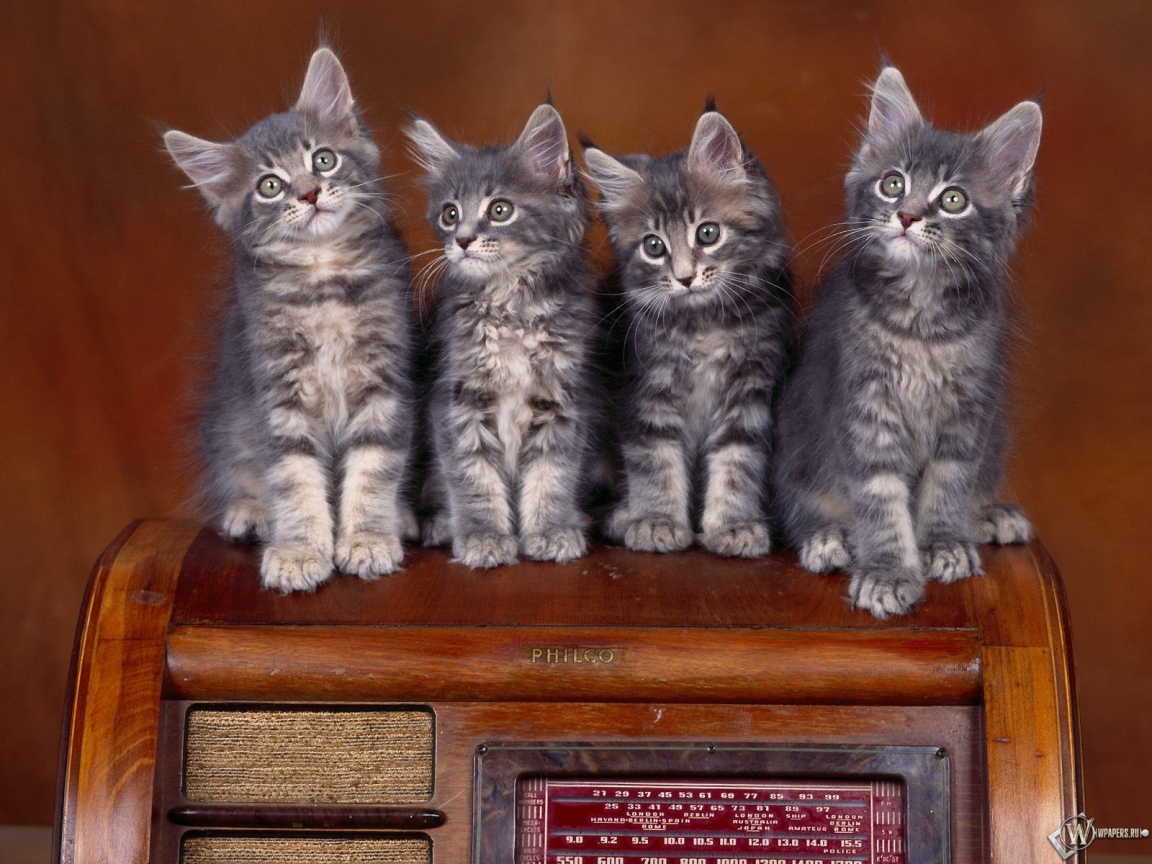 Четыре серых котенка 1152x864