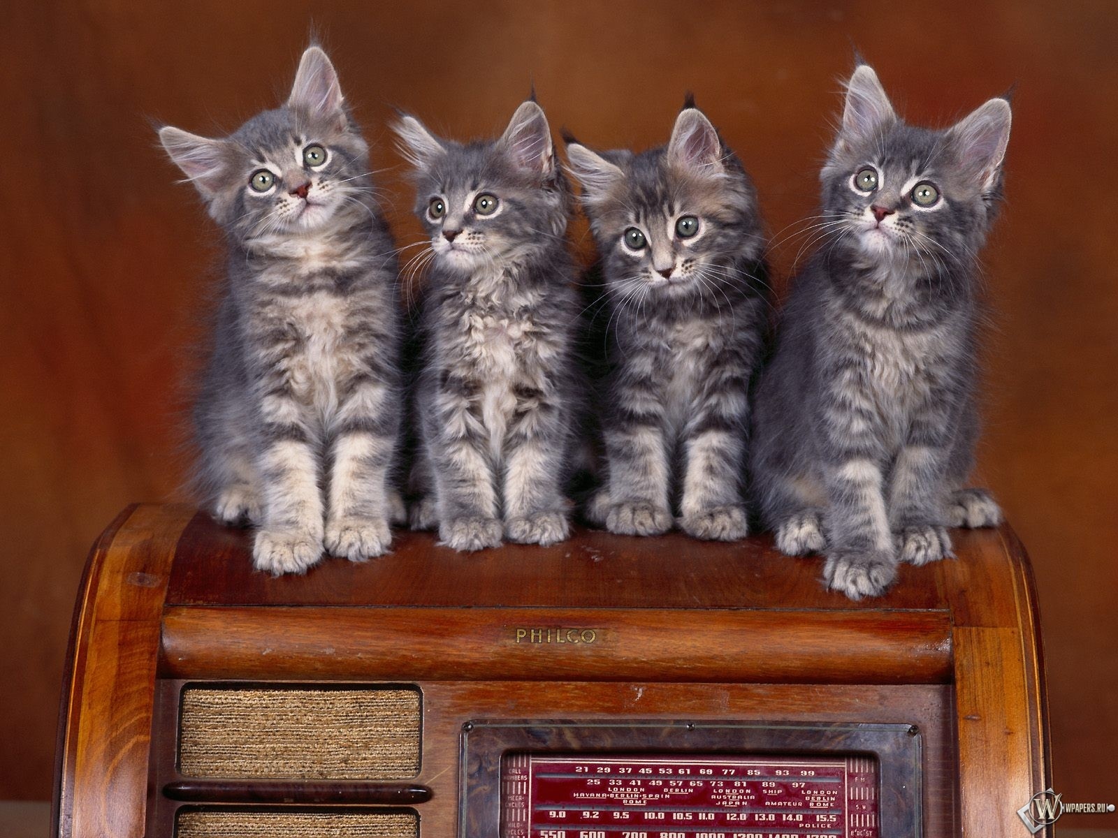 Четыре серых котенка 1600x1200