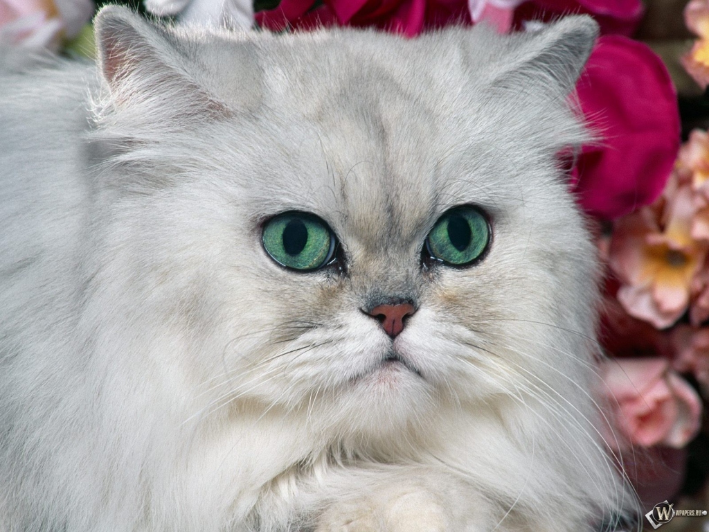 Белый кот с голубыми глазами 1024x768