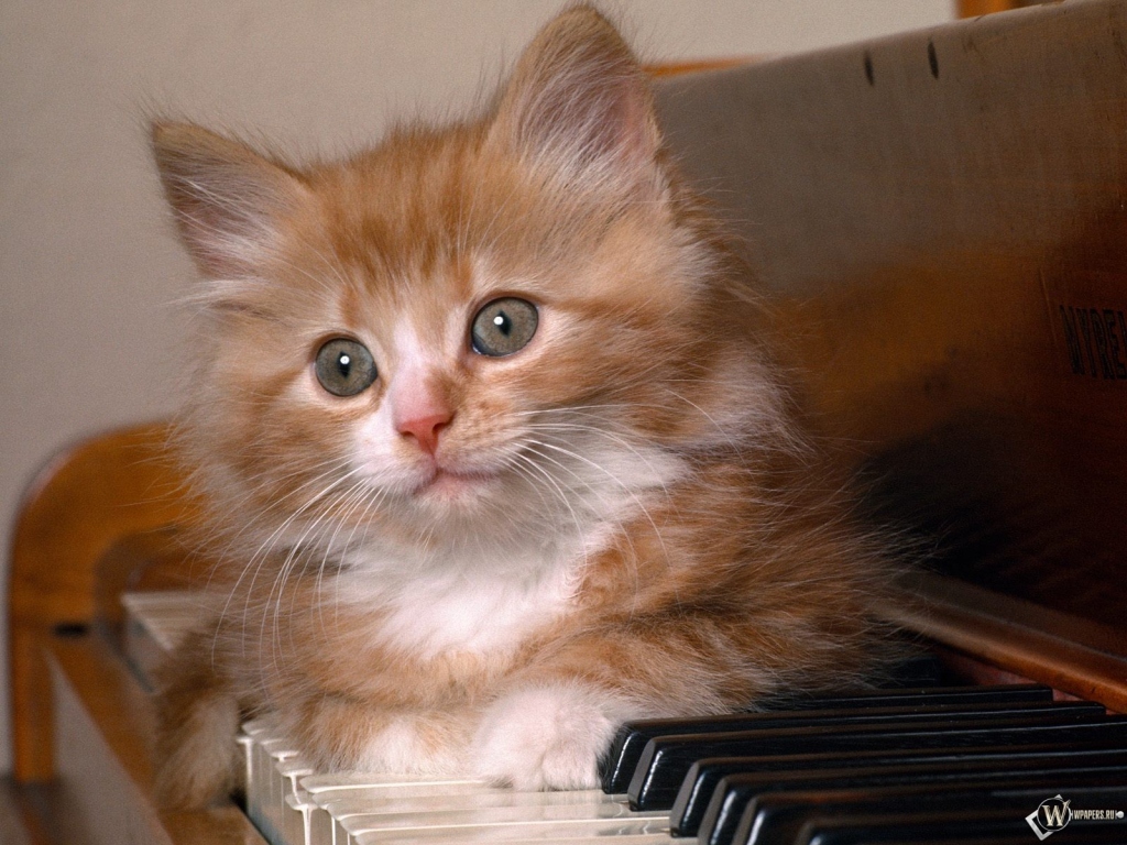 Котенок на пианино 1024x768
