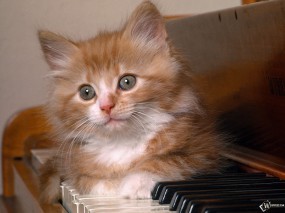 Обои Котенок на пианино: , Кошки