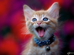Зевающий котенок