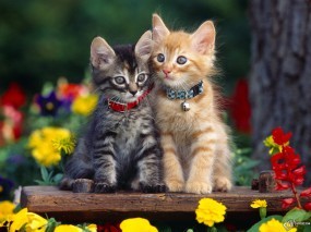 Обои Два очаровательных котенка: , Кошки